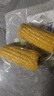 当季新货头茬东北黄甜糯玉米棒真空包装低脂黄糯大棒甜东北黏苞米 黑土地黄糯玉米【120-160克】2根 实拍图