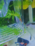 卡奇鱼 孔雀鱼 凤尾鱼 胎生鱼 热带观赏鱼淡水活体鱼小型鱼纯种好养易活 天空蓝白孔雀鱼1对 实拍图