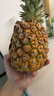 佳农 黑钻菠萝1粒装 菲律宾凤梨 净重2斤起 生鲜水果 源头直发 包邮 实拍图