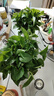 双盟绿萝盆栽除甲醛花卉绿植办公室新房净化空气180白横纹4盆源头直发 实拍图