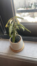 八芽迷你盆栽绿植室内桌面办公室好养花卉小盆景四季常青植物净化空气 罗汉松-白小雪梨盆-竹底托 带盆栽好 实拍图