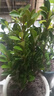 迩英阁黄杨盆景耐寒办公室内盆栽四季常青好养客厅花卉庭院树苗桌 黄杨盆栽35厘米高 不含盆  根部带土球发货  包成活 实拍图