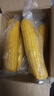 【东东农场专供】新鲜黄糯玉米真空包装玉米水果软糯香甜早餐健康 黄糯玉米大棒260g+ 4根装 实拍图