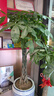 叹为观止大型植物发财树各种大颗盆栽开业乔迁客厅办公室内好养大型花卉 辫子发财树【1.2-1.4米】 含盆 实拍图