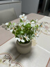 水木然 北欧仿真尤加利雏菊室内盆景摆件客厅餐桌假花仿真花摆设 实拍图