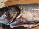 查干湖鱼现货 冬捕有机胖头鱼3.5-4.4斤1条 年货礼盒年夜饭 源头直发 实拍图