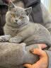 喔喔猫粮 成猫幼猫粮冻干三鲜国产全价无谷猫粮 经典 | 海苔味 1kg*2袋 实拍图