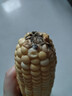 滇味十足（DIANWEISHIZU）水果玉米甜玉米云南金银双色新鲜甜嫩水果玉米棒鲜玉米茄果瓜 金银双色 【精选9斤】（净重 约10-16根） 实拍图
