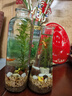 韩锦微景观生态瓶观赏鱼好养耐活真水草桌面迷你小鱼缸DIY作业韩锦 圆柱河沙蜈蚣草 实拍图
