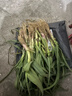 现挖新鲜青蒜苗红皮青梗大蒜苗红根蒜苗本地蒜苗新鲜蔬菜3斤5斤 新鲜蒜苗 1斤 实拍图