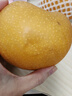 京鲜生山东烟台莱阳秋月梨净重5斤单果450g+ 生鲜水果 源头直发 包邮 实拍图