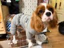 POPOCOLA小狗狗衣服羽绒秋冬季泰迪比熊雪纳瑞小型犬宠物保暖棉服冬装 灰色四脚面包服 XL【建议12-16斤】 实拍图