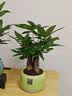 京云梦 三杆发财树大盆栽植物室内盆景四季常青绿植客厅绿福盆源头直发 实拍图