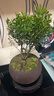 八芽 小叶赤楠盆景摆件室内绿植花卉盆栽老桩客厅办公室桌面好养植物 （【热销款】舍得紫砂盆赤楠+苔藓+底座） 实拍图