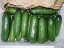 京鲜生 山东荷兰水果黄瓜净重5斤 单果70g+ 健康轻食早餐 源头直发 实拍图