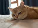 鲜朗低温烘焙猫粮冻干生骨肉天然无谷幼猫成猫全阶段鲜郎换粮试吃试用 冻干主食猫粮鸡肉试吃装 尝鲜装(12g*2包) 实拍图