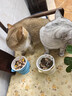 憨憨乐园猫碗陶瓷猫粮双碗斜口狗碗狗盆狗粮宠物幼猫咪吃饭食盆喝水喂食 实拍图