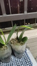 蝴蝶兰花苗带花剑带花苞盆栽兰花大苗客厅室内植物花卉 1中国红---带花剑 含盆 晒单实拍图