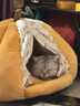 阿柴与猫封闭式猫房子猫咪睡觉用帐篷猫窝狗窝冬季保暖猫屋可拆洗四季通用 实拍图