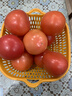 新鲜沙瓤大番茄生吃西红柿减肥早餐即食新鲜蔬菜生鲜单果＞100g 试吃装 1斤 实拍图