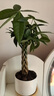 行湘五福发财树盆栽四季小招财树绿植五福发财树+白瓷盆+木托源头直发 实拍图
