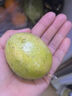 趣尝鲜钦蜜9号黄金百香果 16粒 单果70-90g 尝鲜装 源头直发 实拍图