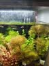 疯狂水草鱼缸造景水草水培绿植养鱼水草绿菊种植环鱼缸套餐d 源头直发包邮 实拍图