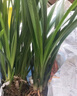 华香园绿植花卉兰花苗浓香墨兰【金华山】办公室内盆栽盆景耐阴植物多肉 金华山4苗 不带花苞 裸根发货 实拍图