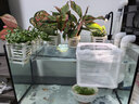 鱼缸水培定植篮壁挂式水草杯植物固定支架造景装饰配件绿萝定植篮 白色 5个 【升级款 双层加厚】 实拍图
