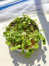 鑫干和铜钱草水培盆栽室内室外花卉金钱草绿植吸绿植花草植物 铜钱草【一盆不含盆约300株】带叶 实拍图