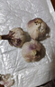 紫白皮蒜水果大蒜超市即食生鲜蔬菜大蒜 【福利专享】3头 50g 单果3.5-5cm 实拍图