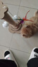 HELLOJOY猫抓柱剑麻猫抓板猫玩具耐抓耐磨不掉屑猫爬架立式自嗨解闷用品 实拍图