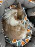 主子家 狗窝猫窝狗床 中小型犬泰迪狗垫子可拆洗圆形帆布耐咬四季宠物窝 橙灰色 M （60*55*22）18斤内宠物 实拍图