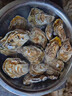 老蟹将 鲜活乳山生蚝 生态水域现捞牡蛎特大刺身级品质烧烤食材年货送礼 5XL 5斤(包活到家) 实拍图