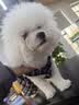 欧恩焙加拿大原装进口无谷小型犬低温烘焙配方全犬粮全阶段成犬幼犬狗粮 【低价尝鲜】兔肉小型犬粮100g 实拍图