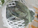 【霜打菜】西兰花约500g 实拍图