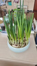 花翁漳州水仙花种球6个 室内盆栽水养带花苞年宵花卉植物源头直发 晒单实拍图
