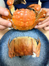 【活蟹】阳澄联合鲜活大闸蟹公4.5-4.8两母3.5-3.8两 4对8只螃蟹年货礼盒源头直发 实拍图