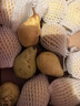 京地达烟台太婆梨软梨净重5斤单果130g新鲜香蕉大头啤酒梨 源头直发包邮 实拍图