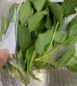 小汤山 菠菜 280g 基地直供新鲜蔬菜GAP认证 实拍图