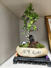 幼薇小叶飘枝九里香盆栽中式盆景室内办公室书房植物四季常青装饰摆件 九里香盆景+知足常乐盆+方底盘 带盆栽好 实拍图