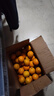 吉果叔 正宗广西茂谷柑 应当季新鲜水果薄皮脏脏柑橘石灰柑橘子整箱 净重8.5-9斤 【大果】果径70-75mm 实拍图