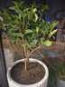丽民桂花树苗桂花苗盆栽金桂四季桂室内外浓香型阳台花卉绿植庭院植物 四季金桂【四季开花浓香】 5年苗【开花多多】 实拍图