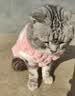 宜品达QC猫咪衣服保暖秋冬季布偶猫背心绒衣宠物小型犬狗狗小猫幼猫 高品质兔毛绒-粉色 L (6-9斤内) 实拍图