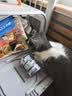 维倍思 VET'S BEST绿十字猫罐头主食罐鸡肉羊奶增强免疫倍护罐85g*3罐 实拍图