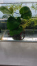 【京东物流】水草套餐 好养耐活真水草植物绿菊大叶绿九冠鱼缸 单 头 水榕沉木一份 实拍图