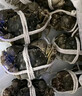 【活蟹】阳澄联合鲜活大闸蟹现货全母2.5-2.8两 10只生鲜螃蟹去绳足重海鲜礼盒源头直发 实拍图