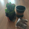 行湘长寿花盆栽花卉桌面绿植盆栽 紫色带花苞+塑料加仑盆 源头直发 实拍图