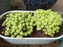 若绿真便宜多肉好养老桩绿植花卉小苗肉肉花植物小盆栽清棚 黄金万年草 含盆+土 实拍图