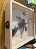 独角仙成虫【新虫】幼虫新手入门套餐宠物昆虫甲虫锹甲活体送说明 成虫6--7厘米公虫 晒单实拍图